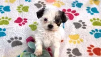 Penny, a female Havapoo for sale in Tucson, AZ – 7 of 10
