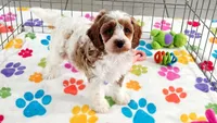 Buck, a male Cavapoo and Poodle - Toy  for sale in Tucson, AZ – 5 of 10