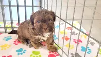 Charlie, a male Shih Tzu and Poodle - Toy  for sale in Tucson, AZ – 6 of 9