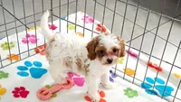 Violet, a female Cavapoo and Poodle - Toy  for sale in Tucson, AZ – 2 of 10