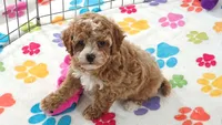 Lilly, a female Cavapoo and Poodle - Toy  for sale in Tucson, AZ – 5 of 10