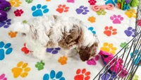 Buck, a male Cavapoo and Poodle - Toy  for sale in Tucson, AZ – 9 of 10