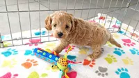 Harper, a female Cavapoo and Poodle - Miniature  for sale in Tucson, AZ – 6 of 10
