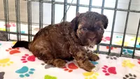 Charlie, a male Shih Tzu and Poodle - Toy  for sale in Tucson, AZ – 4 of 9