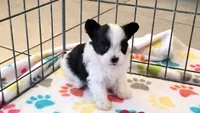 Baxter, a male Papillon for sale in Tucson, AZ – 8 of 9