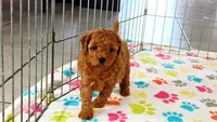 Amber, a female Cavapoo and Poodle - Miniature  for sale in Tucson, AZ – 3 of 10