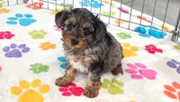 Rocky, a male Yorkshire Terrier and Poodle - Toy  for sale in Tucson, AZ – 7 of 10