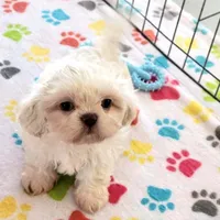 Jackson, a male Shih Tzu for sale in Tucson, AZ – Photo 2 of 9