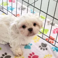 Jackson, a male Shih Tzu for sale in Tucson, AZ – Photo 8 of 9