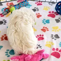 Jackson, a male Shih Tzu for sale in Tucson, AZ – Photo 3 of 9