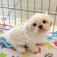 Jackson, a male Shih Tzu for sale in Tucson, AZ – Photo 9 of 9