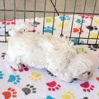 Jackson, a male Shih Tzu for sale in Tucson, AZ – Photo 6 of 9