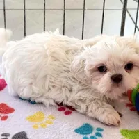 Jackson, a male Shih Tzu for sale in Tucson, AZ – Photo 5 of 9