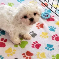 Jackson, a male Shih Tzu for sale in Tucson, AZ – Photo 4 of 9