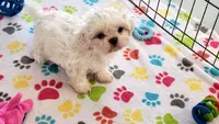 Jackson, a male Shih Tzu for sale in Tucson, AZ – Photo 4 of 9