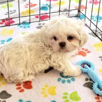 Jackson, a male Shih Tzu for sale in Tucson, AZ – Photo 7 of 9
