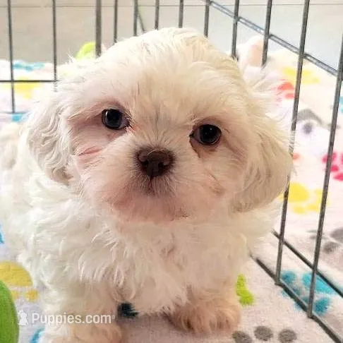 Jackson, a male Shih Tzu for sale in Tucson, AZ – Photo 1 of 9