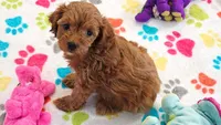 Dixie, a female Cavapoo for sale in Tucson, AZ – 3 of 10