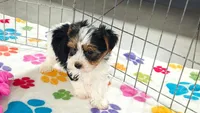 Sam, a male Yorkshire Terrier for sale in Tucson, AZ – 2 of 10
