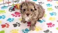 Duke, a male Shih Tzu and Poodle - Toy  for sale in Tucson, AZ – 7 of 9