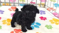 Cooper, a male Cavapoo and Poodle - Toy  for sale in Tucson, AZ – 5 of 10
