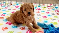 Frankie, a male Cavapoo and Poodle - Miniature  for sale in Tucson, AZ – 10 of 10