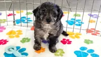 Justin, a male Cavapoo for sale in Tucson, AZ – 3 of 10