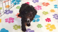 Dexter, a male Cockapoo and Poodle - Toy  for sale in Tucson, AZ – 2 of 9