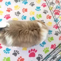 Cookie, a female Japanese Chin for sale in Tucson, AZ – Photo 6 of 10