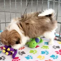 Cookie, a female Japanese Chin for sale in Tucson, AZ – Photo 8 of 10