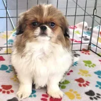 Cookie, a female Japanese Chin for sale in Tucson, AZ – Photo 5 of 10