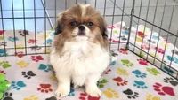 Cookie, a female Japanese Chin for sale in Tucson, AZ – Photo 5 of 10