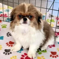 Cookie, a female Japanese Chin for sale in Tucson, AZ – Photo 9 of 10