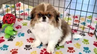 Cookie, a female Japanese Chin for sale in Tucson, AZ – Photo 9 of 10