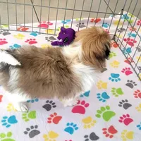 Cookie, a female Japanese Chin for sale in Tucson, AZ – Photo 3 of 10