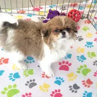 Cookie, a female Japanese Chin for sale in Tucson, AZ – Photo 4 of 10