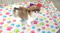 Cookie, a female Japanese Chin for sale in Tucson, AZ – Photo 4 of 10