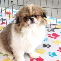 Cookie, a female Japanese Chin for sale in Tucson, AZ – Photo 7 of 10