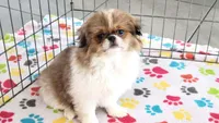 Cookie, a female Japanese Chin for sale in Tucson, AZ – Photo 7 of 10