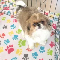 Cookie, a female Japanese Chin for sale in Tucson, AZ – Photo 2 of 10