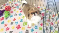 Cookie, a female Japanese Chin for sale in Tucson, AZ – Photo 2 of 10