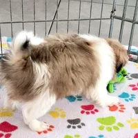 Cookie, a female Japanese Chin for sale in Tucson, AZ – Photo 10 of 10