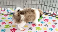 Cookie, a female Japanese Chin for sale in Tucson, AZ – Photo 10 of 10