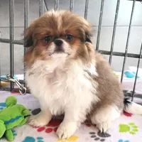 Cookie, a female Japanese Chin for sale in Tucson, AZ – Photo 1 of 10