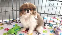 Cookie, a female Japanese Chin for sale in Tucson, AZ – Photo 1 of 10