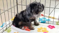 Willow, a female Cavapoo and Poodle - Toy  for sale in Tucson, AZ – 3 of 10