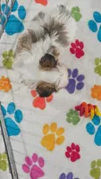 Bandit, a male Maltese and Papillon for sale in Tucson, AZ – 6 of 10