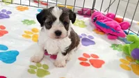 Jackson, a male Havashire for sale in Tucson, AZ – 8 of 10