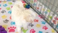 Joey, a male Maltipoo for sale in Tucson, AZ – Photo 7 of 10