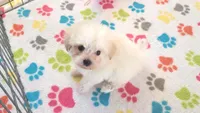 Joey, a male Maltipoo for sale in Tucson, AZ – Photo 5 of 10